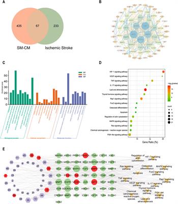 Combining systems pharmacology, metabolomics, and transcriptomics to reveal the mechanism of Salvia miltiorrhiza-Cortex moutan herb pair for the treatment of ischemic stroke